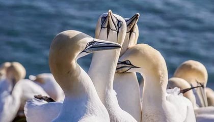 【观察】恒大还敢豪赌卡纳瓦罗吗？