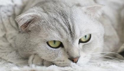 2026国际足联世界杯-太极拳爱好者可线上参与国际大赛|中国武术协会|武术|报名|投票|比赛_新浪体育_新浪新闻