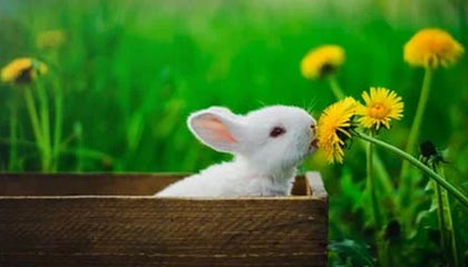 【观察】恒大还敢豪赌卡纳瓦罗吗？